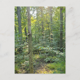 Zomer Forrest Trail Fotopostkaart Feestdagenkaart