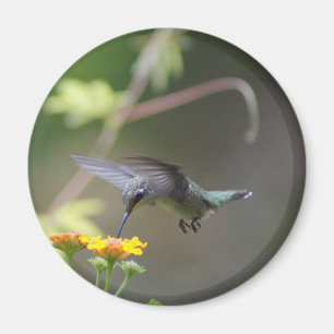 Zomer Humming Magnet Magneet