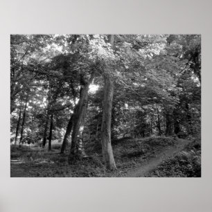 Zomer in het hout poster