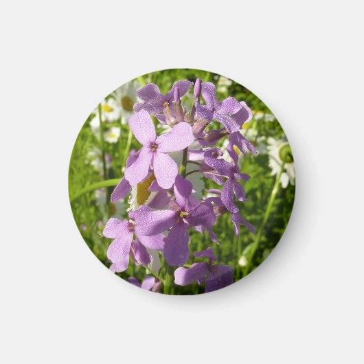 Zomer Lila en Daisies Magneet (Voorkant)