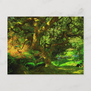 Zomer, Portland Japanse Tuin, Portland Briefkaart