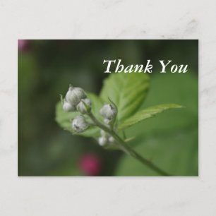 zomer wilde framboos bloemknoppen briefkaart