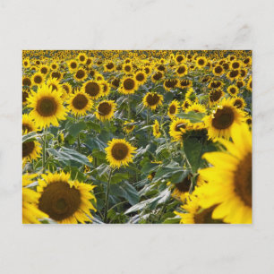 Zomer Zonnebloem Douche Briefkaart