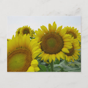 Zomer Zonnebloem Serie Briefkaart