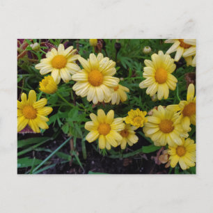 Zomerbloem Briefkaart