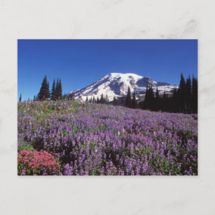 zomerbloemen aan de voet van Mount Rainier, Briefkaart