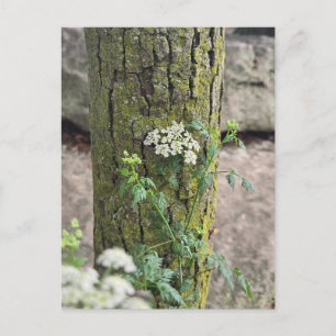Zomerbloemen Briefkaart