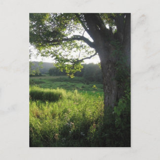zomerboom briefkaart