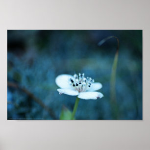 zomerherinneringen poster