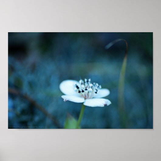 zomerherinneringen poster (Voorkant)