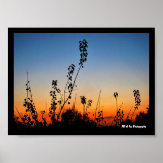 Zomerplant Silhouetten Poster