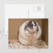 zomerrat briefkaart (Voorkant / Achterkant)