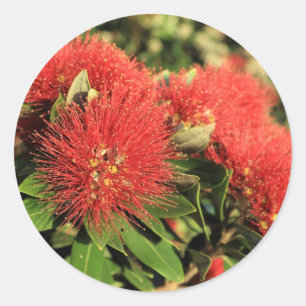 Zomerrode Pohutukawa boombloemen Ronde Sticker