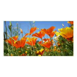 Zomers gevoel van wilde oranje bloemen. perfect poster