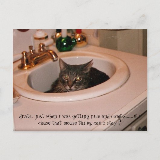 zomertijd coole kat briefkaart (Voorkant)