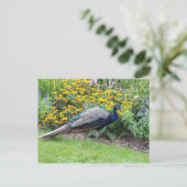 Zomertuin met Peacock briefkaart (Staand voorkant)