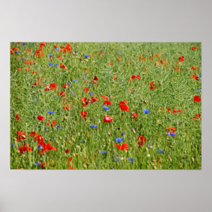 zomerveld met rode en blauwe bloemen poster