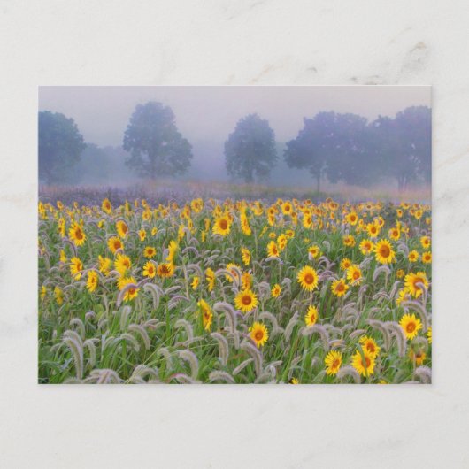 zomervelden briefkaart (Voorkant)