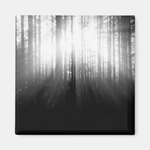 Zon die door bomen in het bos schijnt magneet