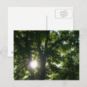 Zon door bomen briefkaart (Voorkant / Achterkant)