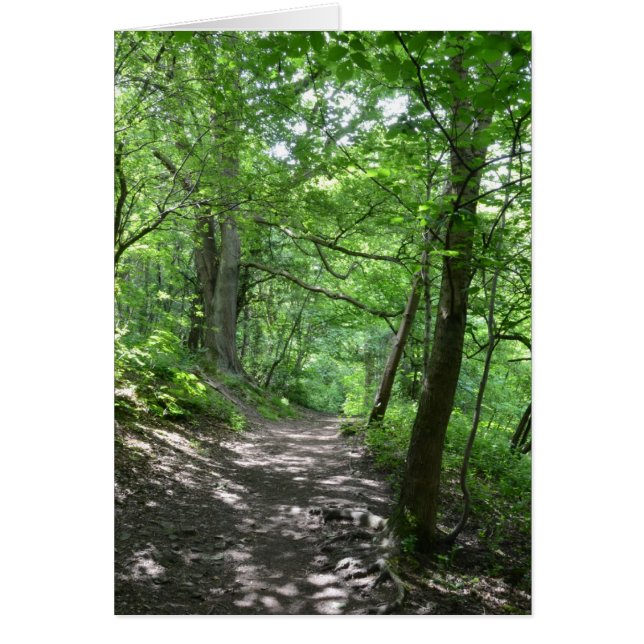 Zon door de bomen (Voorkant)