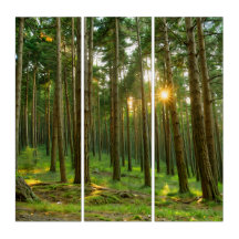 Zon door de bomen