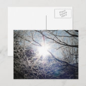 Zon door de takken briefkaart (Voorkant / Achterkant)