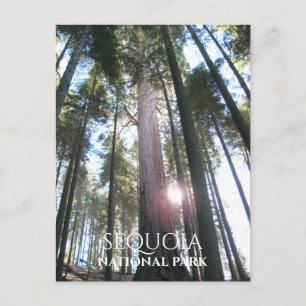 Zon door Sequoia Trees Sequoia NP, Californië Briefkaart