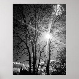 Zon en boomtak tracery poster