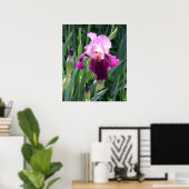 Zon gekuste Roze Iris Bloem Poster (Thuiskantoor)
