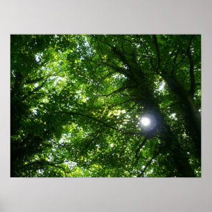 Zon in de Bomen Poster