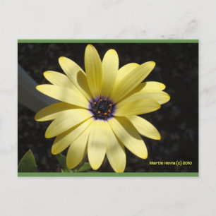 Zon op een gele daisy Blue Beach Song™-Briefkaar Briefkaart