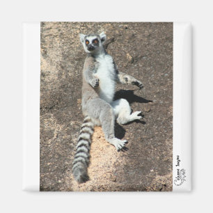 Zonaanbidding lemur magneet