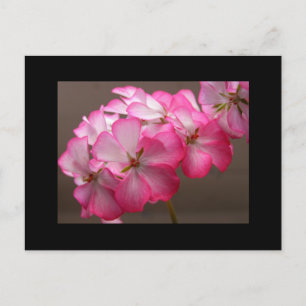 Zonale geranium "Cattolica" Briefkaart