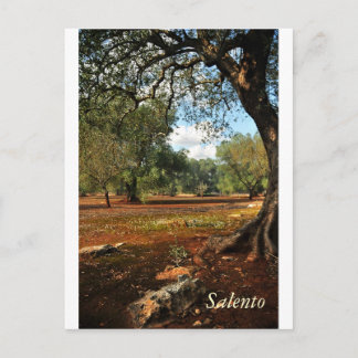 Zondag in de olijftuin briefkaart