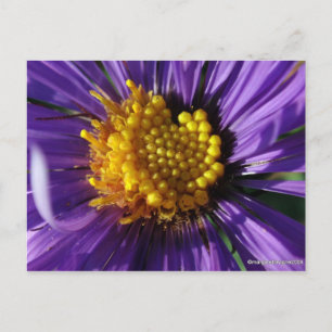 Zonder titel Aster nummer 8 Briefkaart