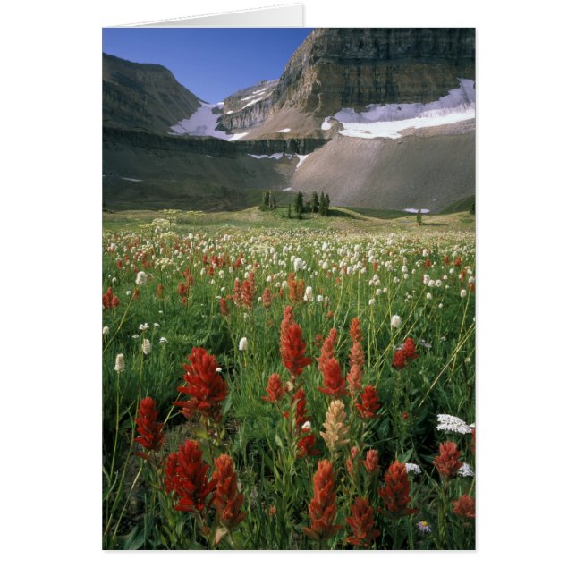 ZONE SAUVAGE DU MONT TIMPANOGOS, UT, É.-U., (Devant)