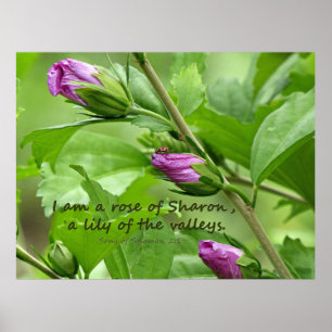 Zong van Solomon 2:1 Poster