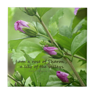 Zong van Solomon 2:1 Tegeltje