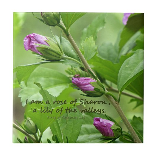 Zong van Solomon 2:1 Tegeltje (Voorkant)