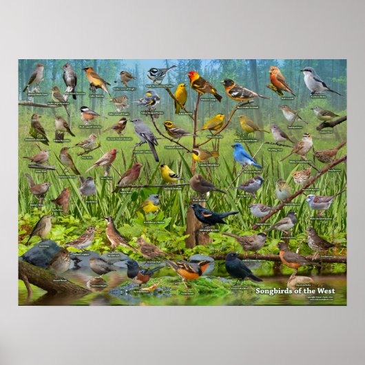 Zongvogels in het westen poster (Voorkant)