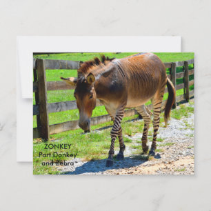 Zonkey deel ezel en zebra briefkaart