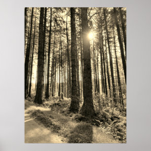 Zonlicht dat door het Poster Forest Trees komt