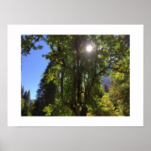 Zonlicht door de Bomen Yosemite Kleur Foto Poster