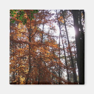 Zonlicht door de Herfst bij Greenbelt Magneet