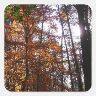 Zonlicht door de Herfst bij Greenbelt Vierkante Sticker