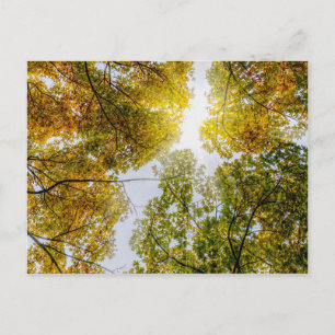 Zonlicht door de herfst Briefkaart van suikermelde