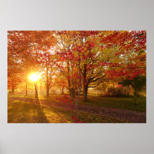 Zonlicht door herfst rode ahornbomen poster