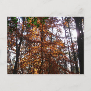 Zonlicht door herfstboom bij Greenbelt Briefkaart