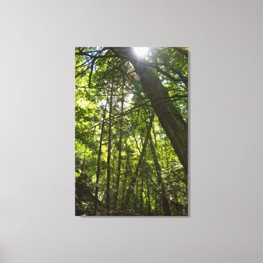 Zonlicht door het bosdak canvas afdruk (Voorkant)